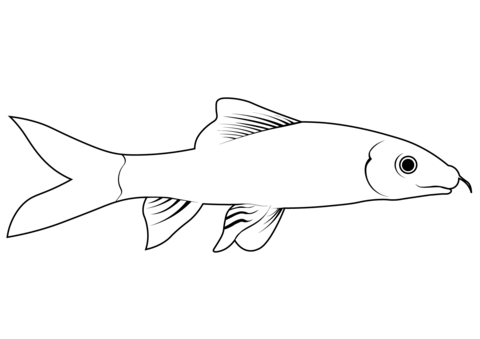 Rainbow Shark (Epalzeorhynchos Frenatum) Coloring Page